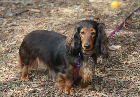 Evasion BIJOU - 2015