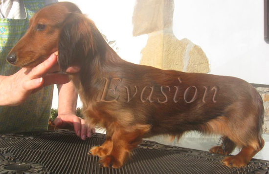 Evasion GINGER 7 months - photo: Nicole Dattas