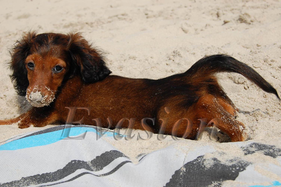 foto : Jolanta Ogrodzka