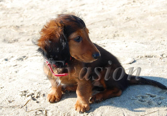 foto : Jolanta Ogrodzka