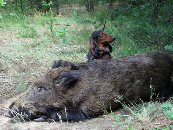 LUCEK - całkiem serio, przygotowuje się do prób my¶liwskich!