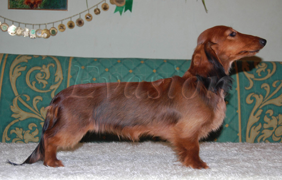 Evasion MIRABELL 6 mcy foto : Lucyna Pasierbek