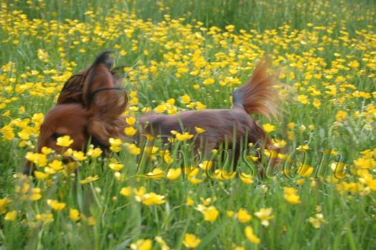 Evasion MIRABELL - maj 2011r. &nbsp; foto : Lucyna Pasierbek