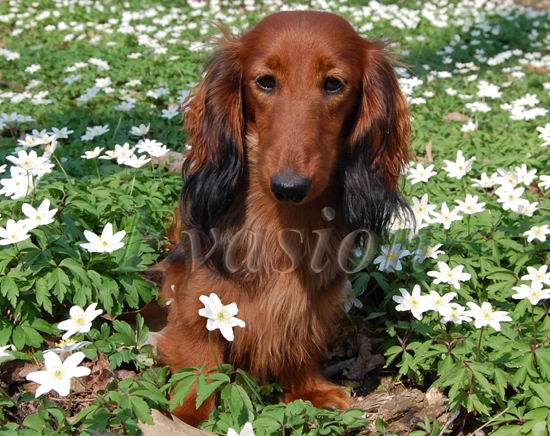 Evasion MIRABELL - 9 mcy &nbsp; foto : Lucyna Pasierbek