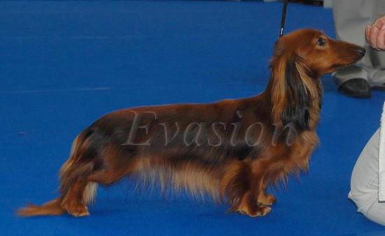 Evasion MIRABELL &nbsp; foto : Jolanta Krzeska