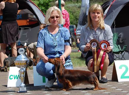 Evasion MIRABELL Zwyci�zc� Klubu Jamnika 2012r!