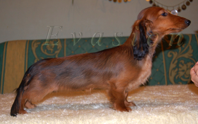 Evasion MIRABELL 4,5 mca foto : Lucyna Pasierbek