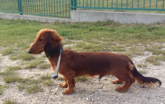 Evasion NIGEL - 5,5 mca