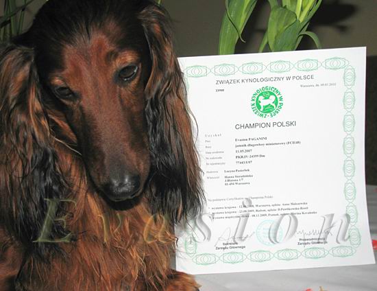 Evasion PAGANINI &nbsp; foto: Hanna Sieradzi�ska