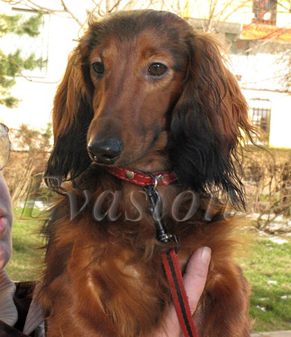 PAGANINI 9 mcy &nbsp;-&nbsp; foto: Dorota Masiewicz