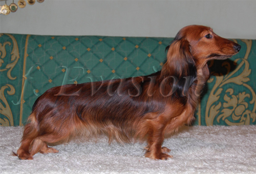 Quebeck 1,5 roku &nbsp; foto : W.Koz�owski