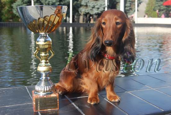 EUROPEAN WINNER Evasion VANESSA - BUDAPESZT 2008