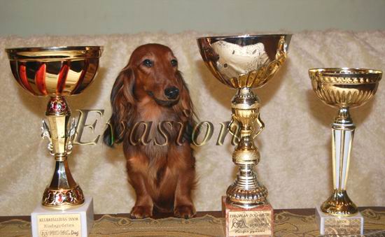 EUROPEAN CLUB WINNER - EUROPEAN WINNER - HUNGARIAN CHAMPION