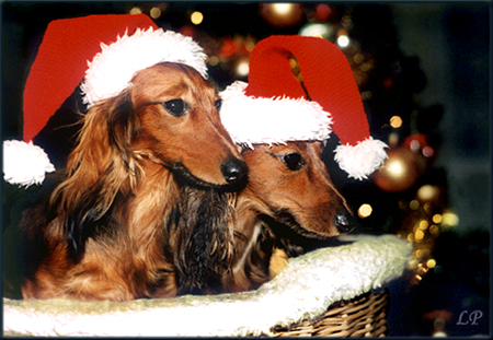 od Lewej: LAVENDA i ZACHCIANKA