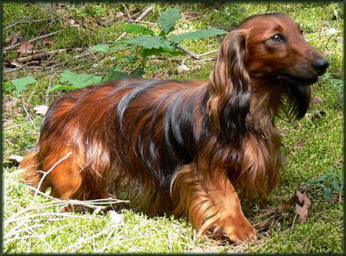 Wystawa Ps�w My�liwskich w TUCHOLI 2006 r