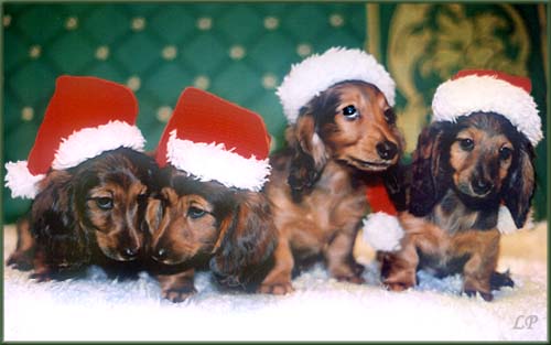 FOR YOU, FEMME FATALE, FAIR PLAY i FLAMENCO 8 tyg.