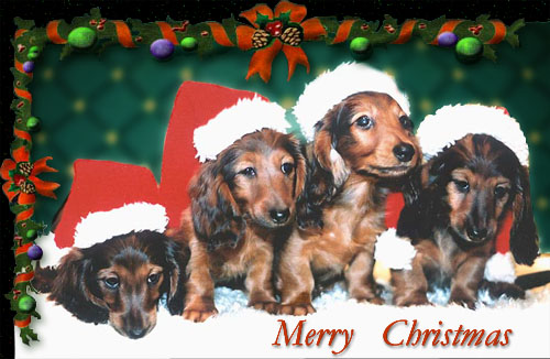 FOR YOU, FEMME FATALE, FAIR PLAY i FLAMENCO 8 tyg.