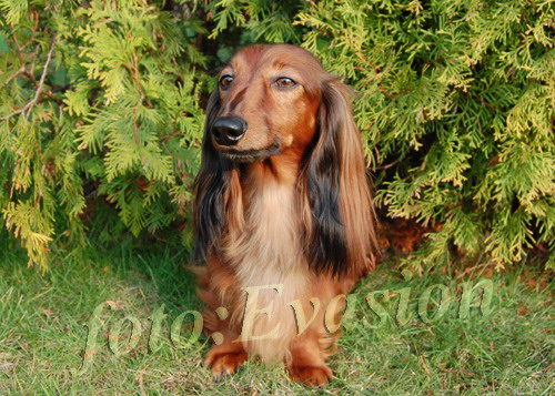 CH.PL ZWYCI�ZCA KLUBU 2006r QUOMTESS vom Rainerschl�ssl