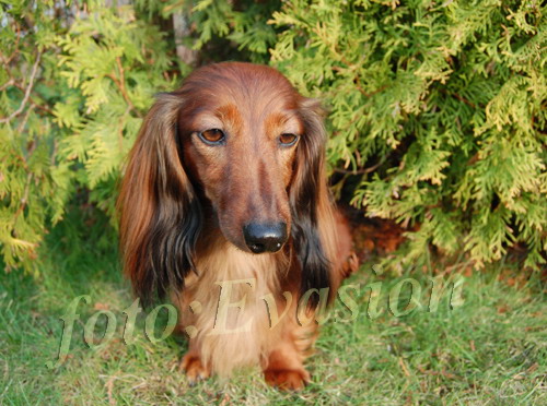 CH.PL ZWYCI�ZCA KLUBU 2006r QUOMTESS vom Rainerschl�ssl