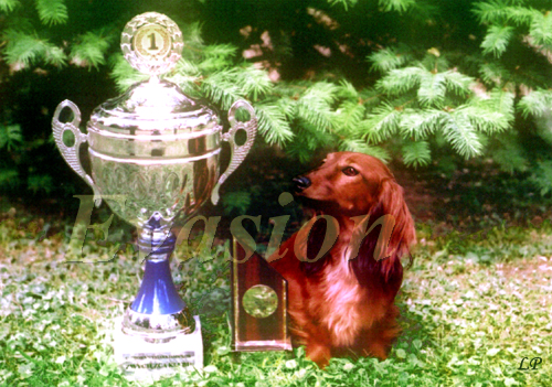 CH.PL ZWYCI�ZCA KLUBU 2006r QUOMTESS vom Rainerschl�ssl