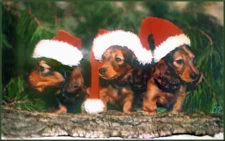 MISTER UNIVERSE MISS POLONIA  MONA LISA 6 tyg.