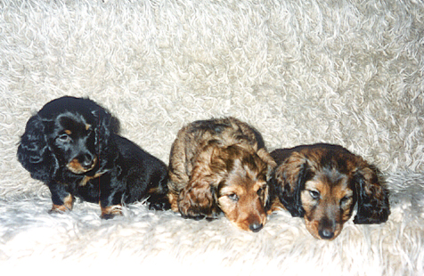 Assan Avanti Avocado