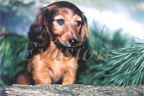 F E M M E F A T A L E