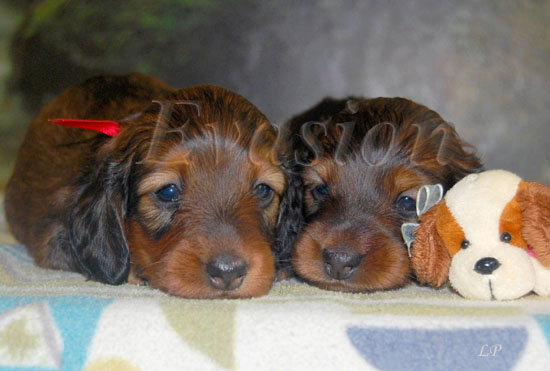 ... aaa, pieski dwa?