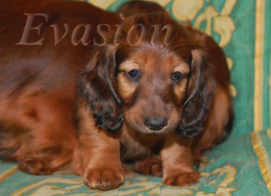 OLIVIA i ODETTE - 7 tyg.