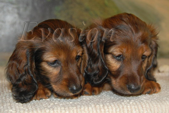 OLIVIA i ODETTE - 7 tyg.