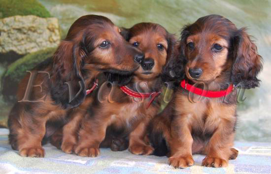 od lewej: Evasion PAGANINI PAVAROTTI i PIRUETTE 9t