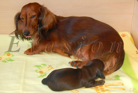 CHANELL i RAPHAEL 1t.