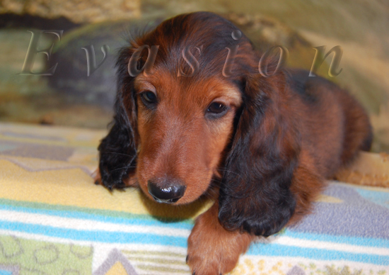 Evasion RAPHAEL - 9 tygodni