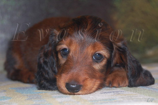 Evasion RAPHAEL 6 tyg.