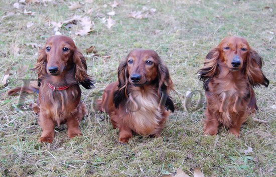 od lewej : VANESSA QUOMTESS i CHANELL