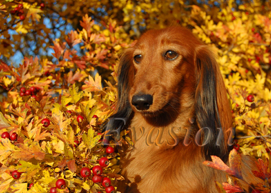 Evasion MIRABELL'ka :)