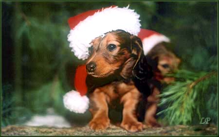 MISS POLONIA  6 tyg.