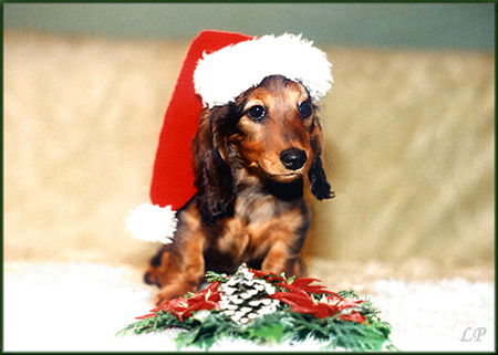 SEXBOMBA Ma�a Amantka 6 tyg.