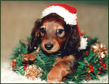 SEXBOMBA Ma�a Amantka 6 tyg.