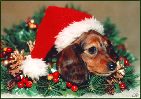 SUNSHINE  Ma�y Amant 6 tyg.