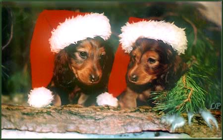 MISTER UNIVERSE i MISS POLONIA  6 tyg.