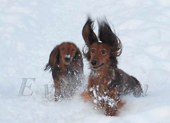 Evasion MIRABELL z matką CHANELL WINNIE z Ostrożskych Jezer